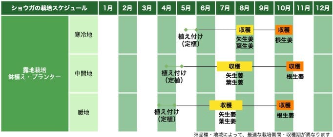 生姜（ショウガ）の栽培スケジュール