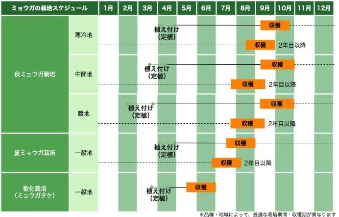 ミョウガの栽培スケジュール