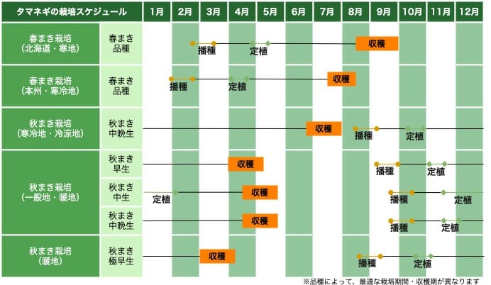 タマネギの栽培スケジュール