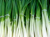 気軽に始める 葉ネギ 小ネギ 万能ねぎのプランター栽培ターでも育てることができる プランターでの葉ネギ 小ネギ栽培 農家web 気軽に始める 葉ネギ 小ネギ 万能ねぎのプランター栽培ターでも育てることができる プランターでの葉ネギ 小ネギ栽培 農家web