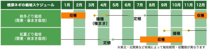 ネギの栽培に挑戦 根深ネギ 長ネギ の基礎知識と栽培方法の基本 農家web