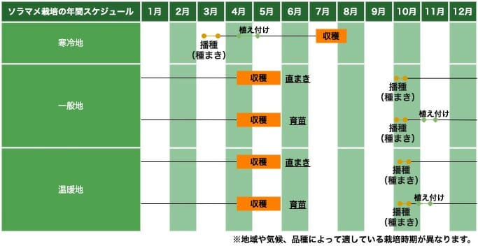 ソラマメ（空豆）の栽培スケジュール