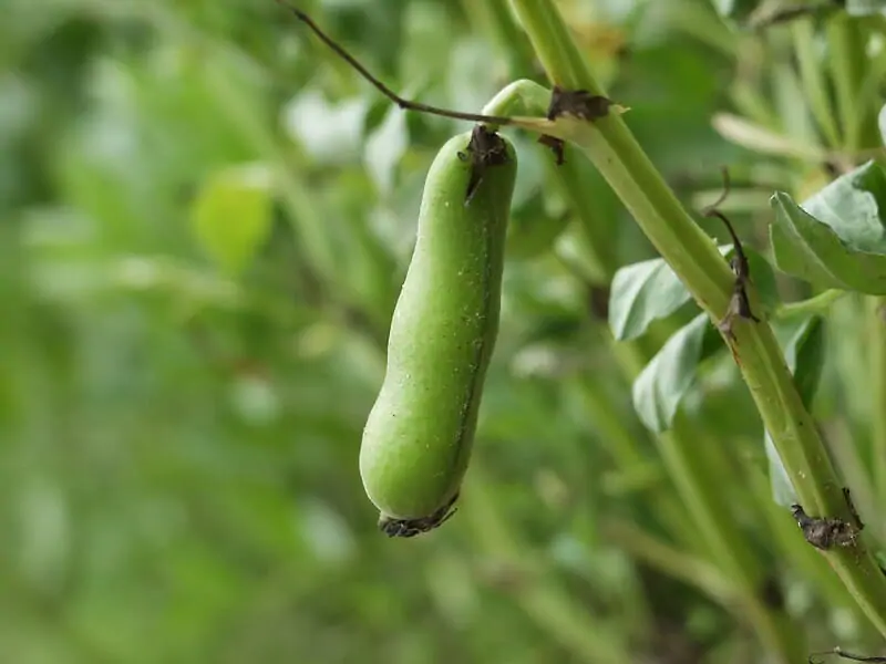 読めば流れがわかる ソラマメ 空豆 の基礎知識と栽培方法の基本 農家web