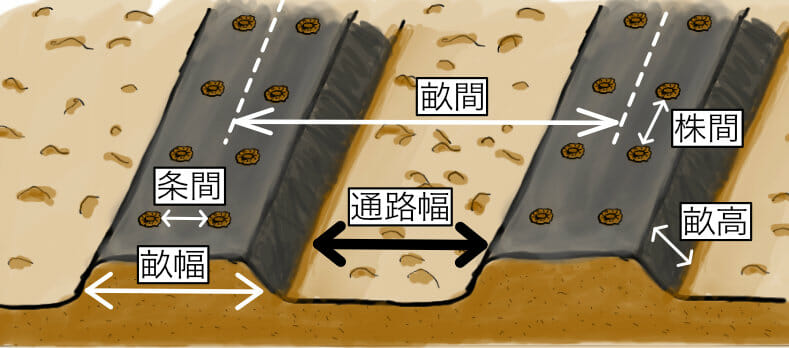 畝幅、条間、畝間、株間、畝高、ベット幅、通路幅について