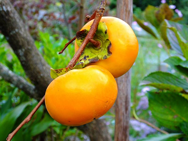 樹上に実る柿果実の写真