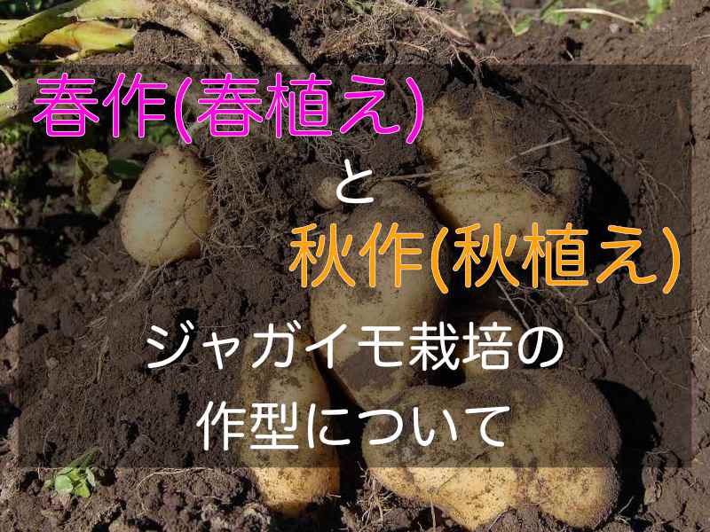 秋植えじゃがいもの種芋 品種：ニシユタカ 20kg(充填時) - 14