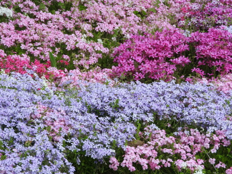 咲き誇る芝桜の写真