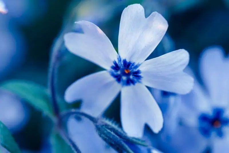 芝桜をきれいに咲かせるおすすめ肥料と与え方のポイント 農家web