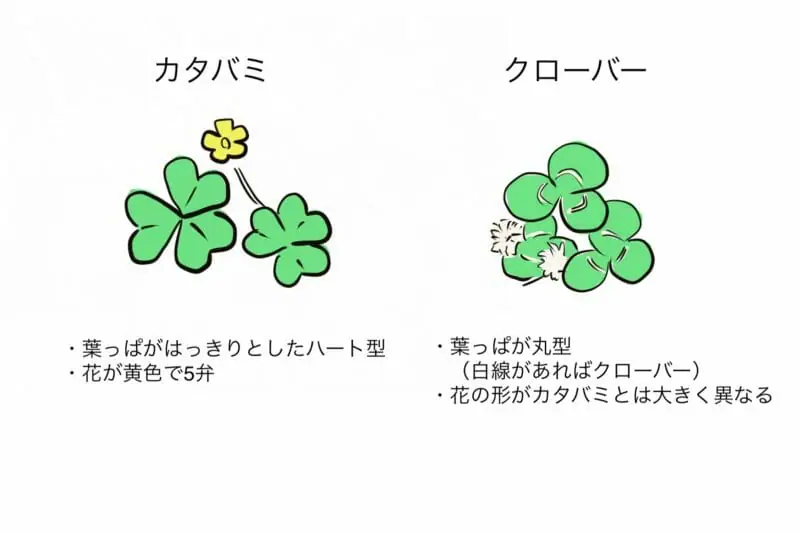 クローバーをしっかり除草するには 芝生に生えた場合の対応もご紹介 農家web