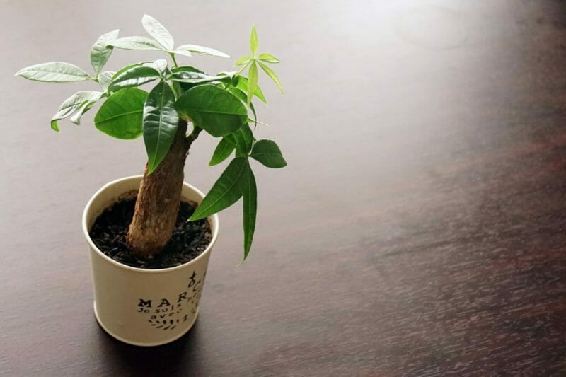 観葉植物パキラの写真