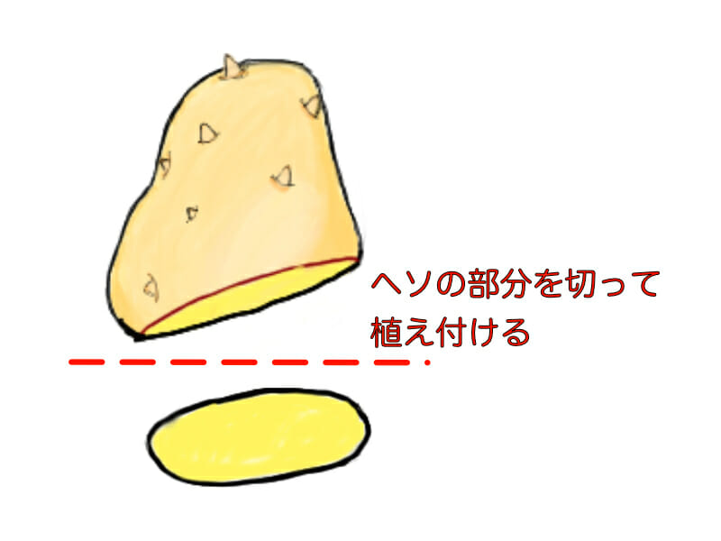 マルチ栽培における種イモの処理