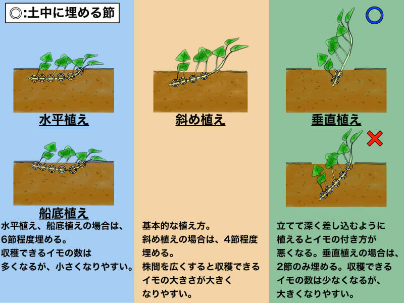 サツマイモの植え付け方の種類