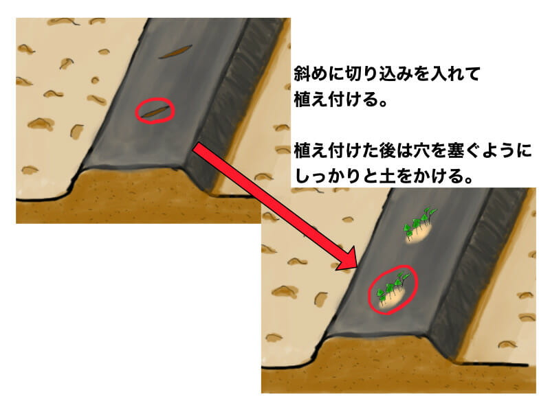 サツマイモ（甘藷・かんしょ）の畝の準備