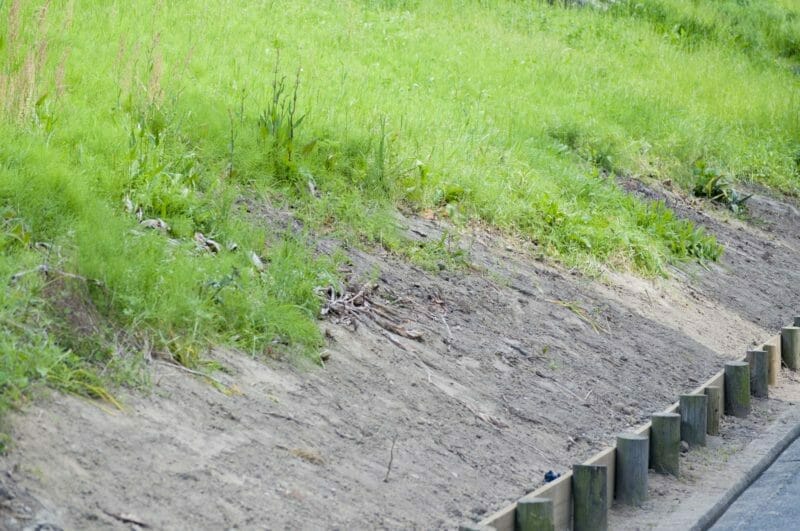 除草剤を撒く前の空き地