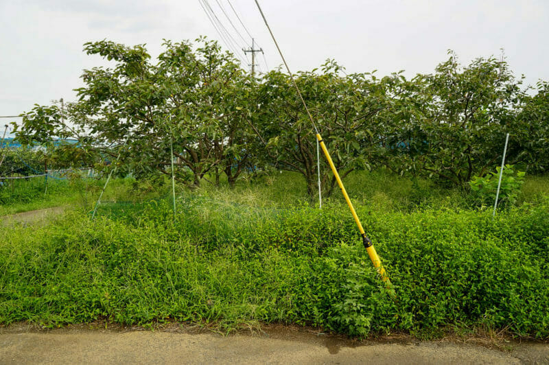 除草剤を散布する前の雑草がたくさん生えた状態