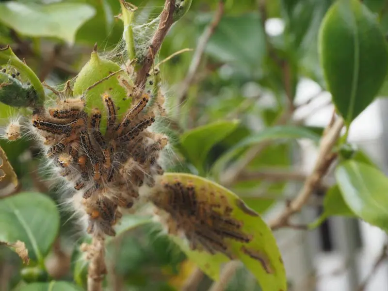 山茶花 サザンカ に肥料は必要 山茶花の肥料を紹介 農家web
