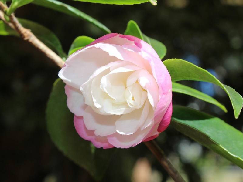 山茶花 サザンカ に肥料は必要 山茶花の肥料を紹介 農家web