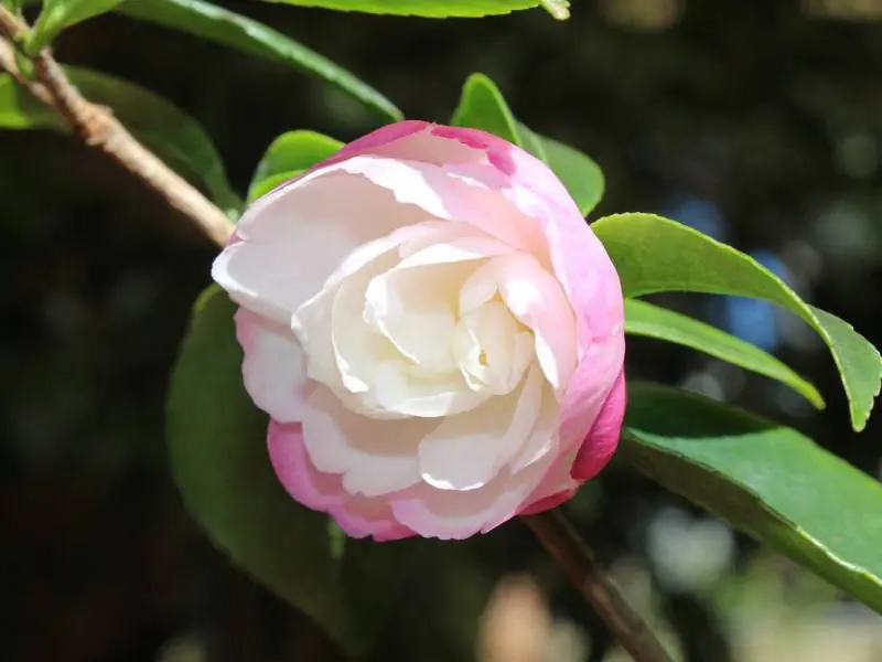 山茶花 サザンカ に肥料は必要 山茶花の肥料を紹介 農家web