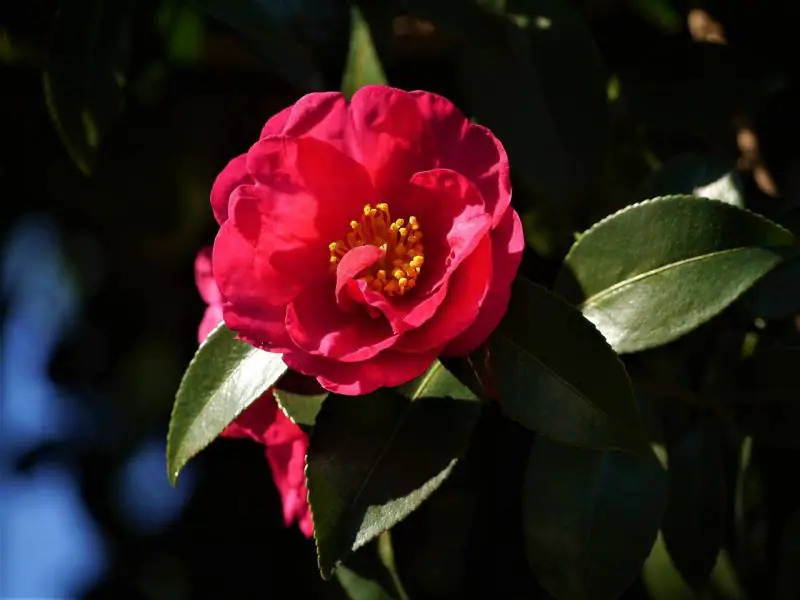 山茶花 サザンカ に肥料は必要 山茶花の肥料を紹介 農家web