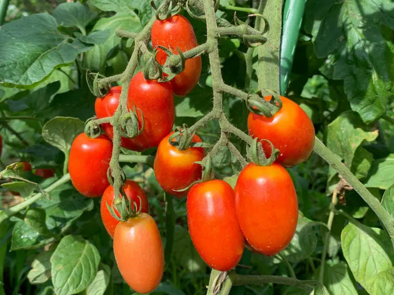 読めば流れがわかる ミニトマトの栽培方法 農家web