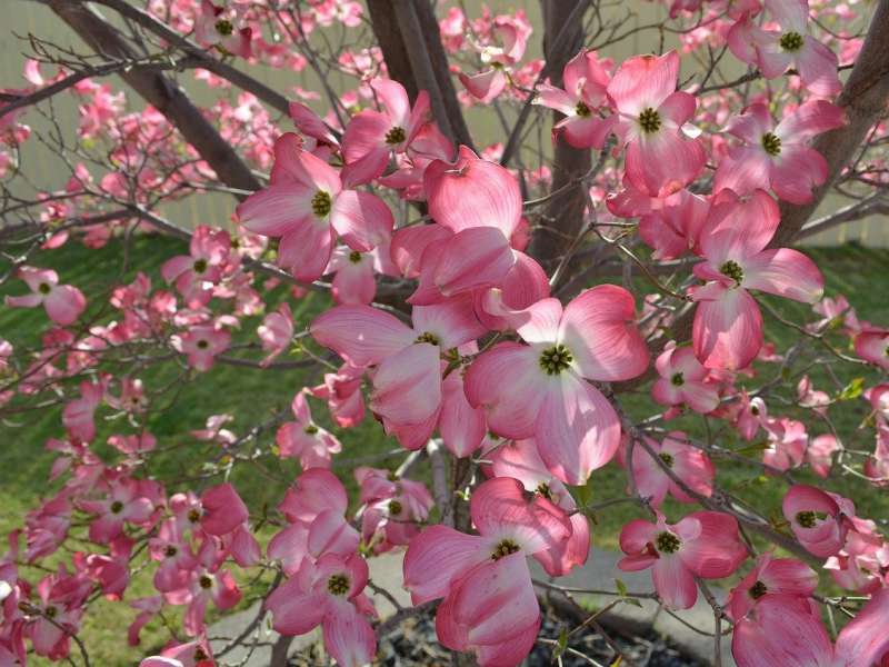 桜吹雪を彷彿させるように咲き誇るハナミズキの画像