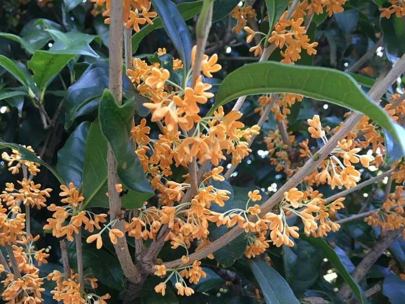 常緑の緑とオレンジの花が美しい金木犀の画像