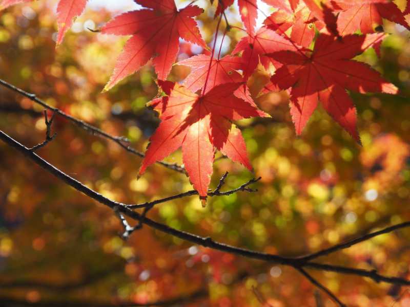 紅葉するもみじの写真