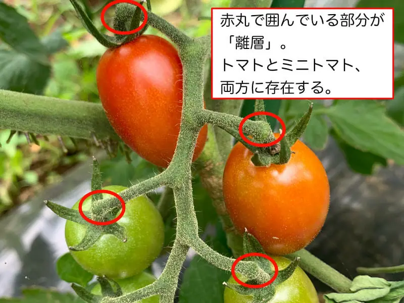 プランターで育ててみよう ミニトマトのプランター栽培方法 農家web
