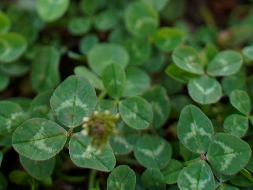 クローバーをしっかり除草するには 芝生に生えた場合の対応もご紹介 農家web