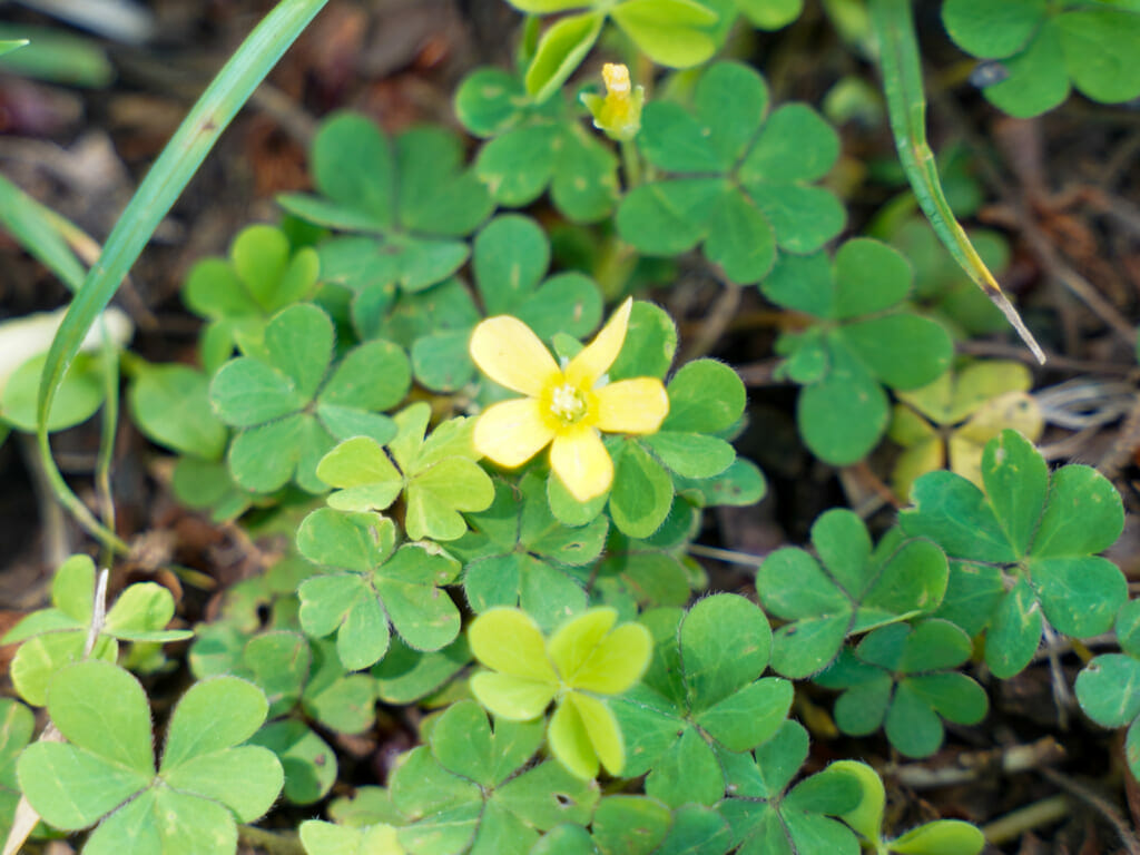 カタバミをしっかり除草するには 芝生に生えた場合の対応もご紹介 農家web