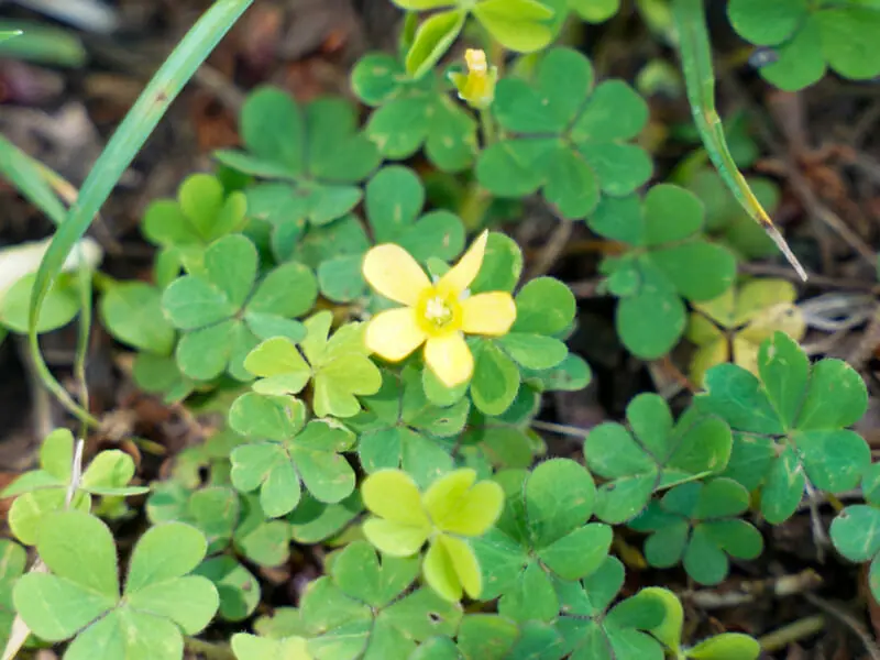 クローバーをしっかり除草するには 芝生に生えた場合の対応もご紹介 農家web