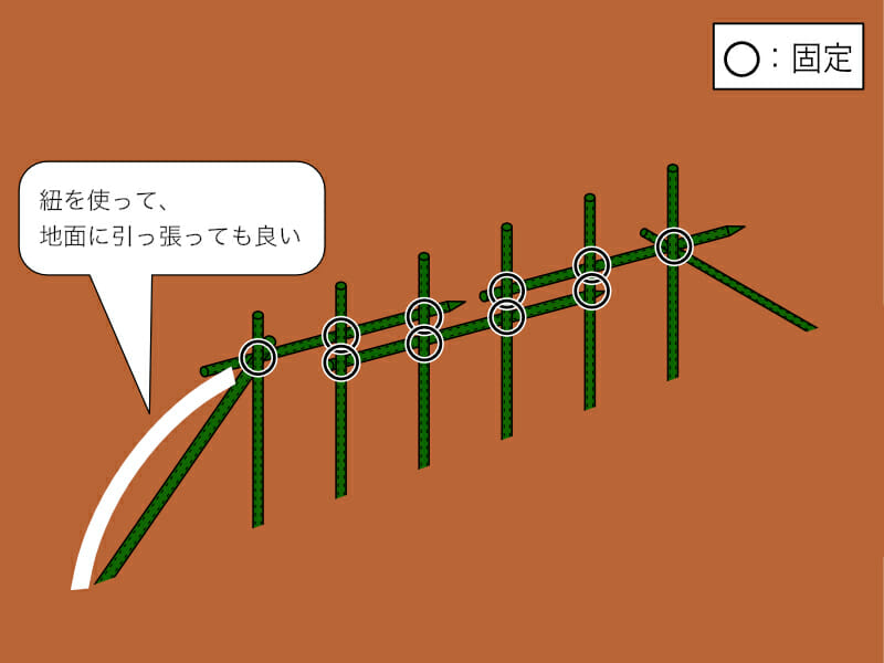 畝が長い場合の直立式の支柱の立て方と固定の箇所を示した画像です。