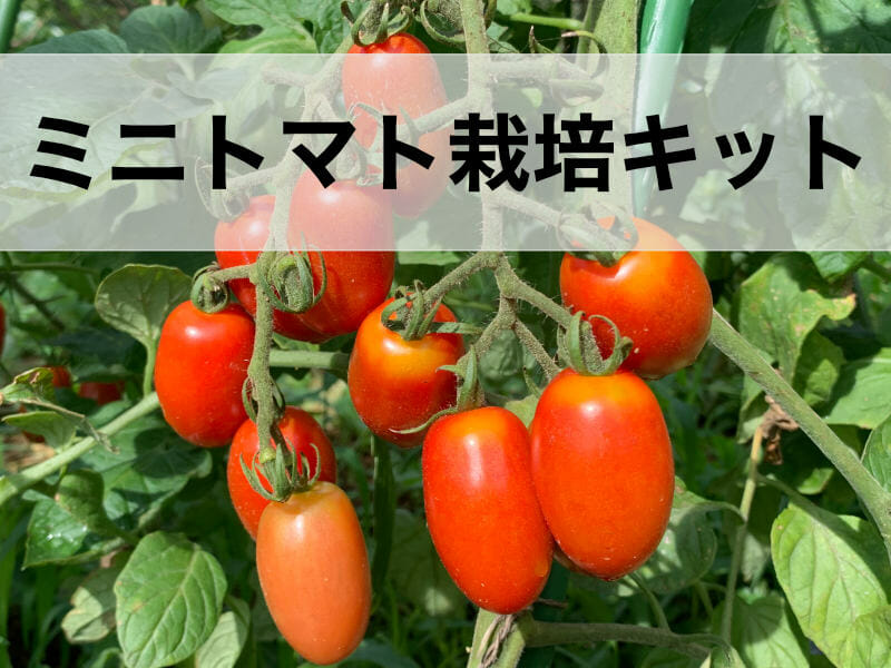 ミニトマト栽培キットの記事のバナーです。