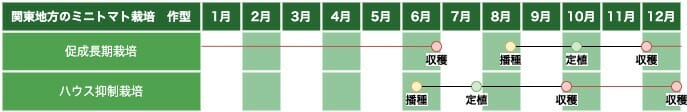 関東地方のミニトマト栽培の作型の例です。