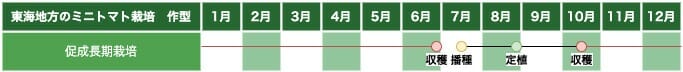 東海地方のミニトマト栽培の作型の例です。