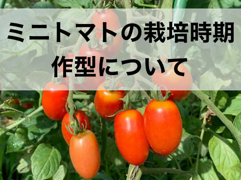 ミニトマトの栽培時期は夏だけ 栽培時期と作型について 農家web