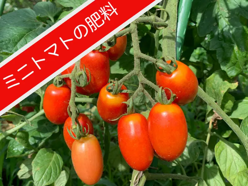 これでわかる！ミニトマト栽培の肥料の基本とやり方 | 農家web