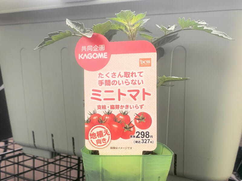 放任栽培ができる芯止まり性品種のミニトマトの苗です。