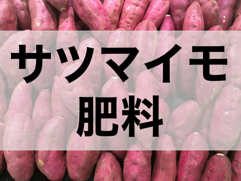 サツマイモの肥料に関する記事のバナーです。