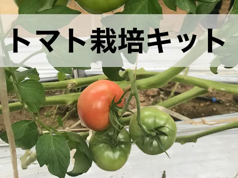 手軽に栽培体験ができる トマトの栽培キットをご紹介 農家web