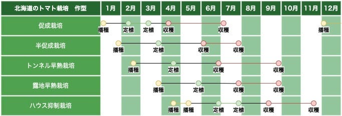 北海道のトマト栽培の作型の例です。
