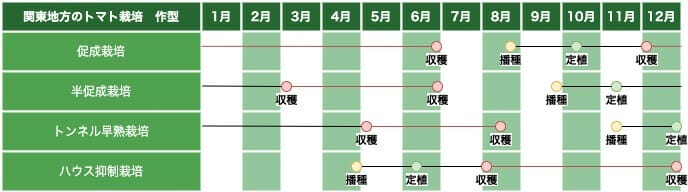 関東地方のトマト栽培の作型の例です。