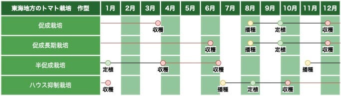 東海地方のトマト栽培の作型の例です。