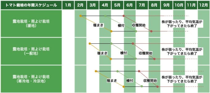 トマトの露地栽培・雨よけ栽培における暖地、一般地、寒冷地・冷涼地の栽培スケジュールです。