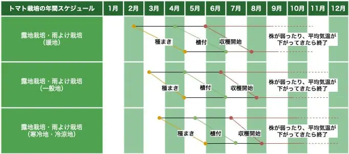 トマトの栽培時期は夏 栽培時期と作型について 農家web トマトの栽培時期は夏 栽培時期と作型について 農家web