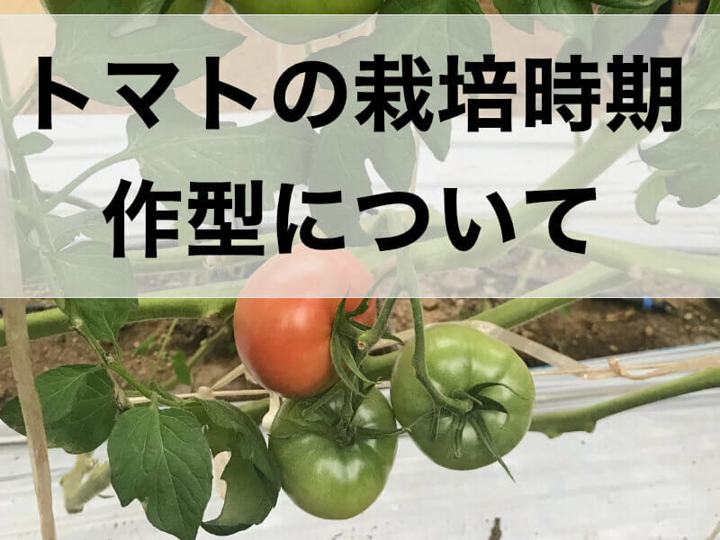トマトの栽培時期、作型に関する記事のバナーです。