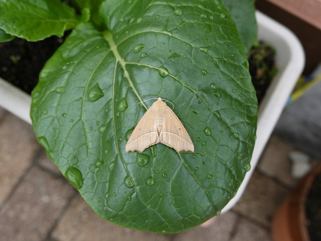 葉っぱにいる、アワノメイガの成虫