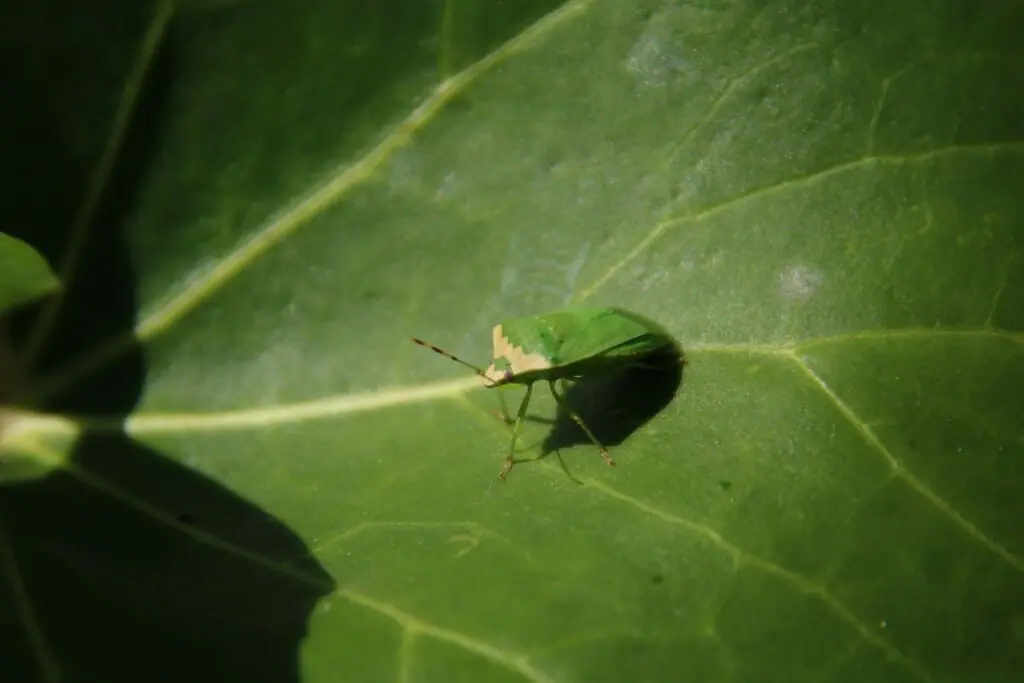 カメムシを駆除 防除する農薬について 農家web