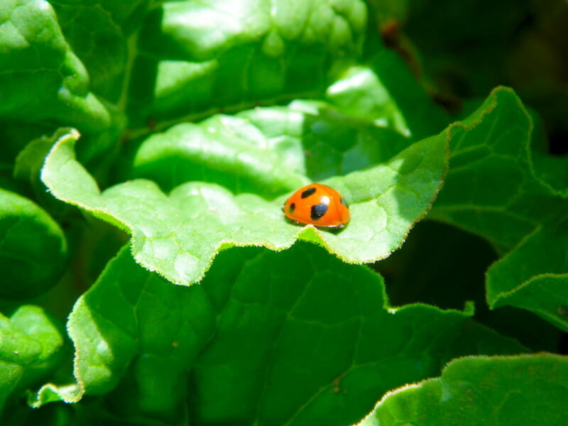 天敵の代表的昆虫てんとう虫の写真