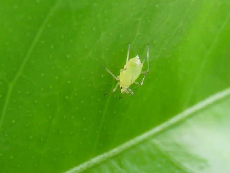 種類別 作物別 アブラムシを駆除 防除する 農薬一覧 農家web